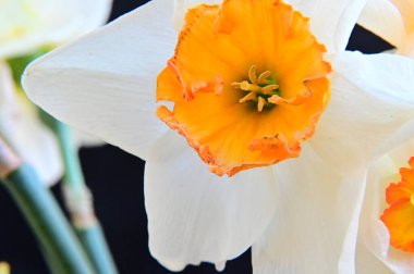 Karanlık arka planda güzel nergisler, yaz konsepti, yakın görüş  