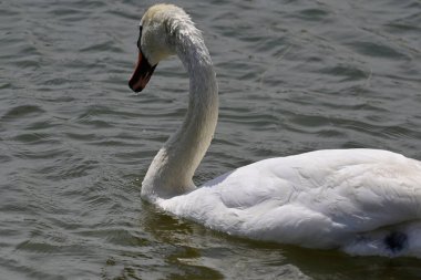 Güzel beyaz kuğu yaz günü göl yüzeyinde yüzüyor. 