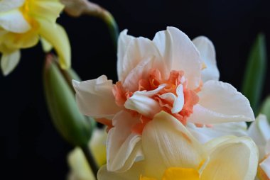 Karanlık arka planda güzel nergisler, yaz konsepti, yakın görüş  