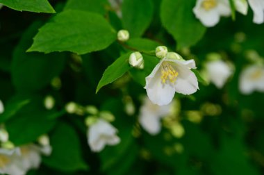 Güneşli yaz gününde bahçede yetişen güzel çiçekler. 