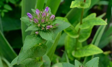 Güneşli yaz gününde bahçede yetişen güzel çiçekler. 