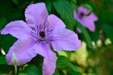 Güneşli yaz gününde bahçede büyüyen güzel Clematis. 