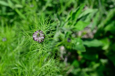 Yaz günü bahçede yeşil bitkiler