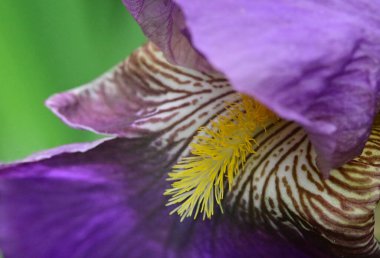 Güneşli yaz gününde bahçede büyüyen güzel göz. 