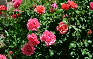 Güneşli yaz gününde bahçede büyüyen güzel güller. 