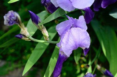 Güneşli yaz gününde bahçede büyüyen güzel irisler 