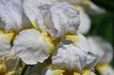 Güneşli yaz gününde bahçede büyüyen güzel irisler 