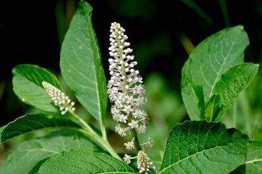 Güneşli yaz gününde bahçede yetişen güzel çiçekler. 