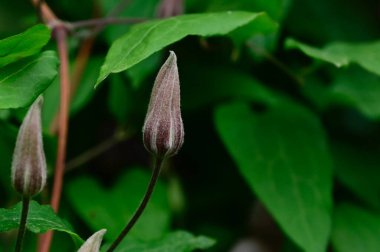Güneşli yaz gününde bahçede büyüyen güzel Clematis. 