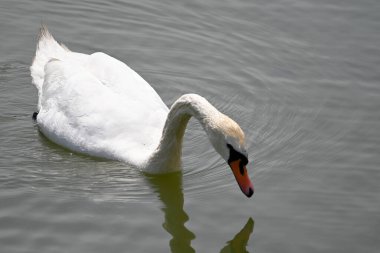 Güzel beyaz kuğu yaz günü göl yüzeyinde yüzüyor. 