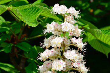 Güneşli yaz gününde bahçede yetişen güzel çiçekler. 