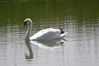 Güzel beyaz kuğu yaz günü göl yüzeyinde yüzüyor. 