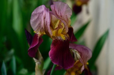 Güneşli yaz gününde bahçede büyüyen güzel irisler 