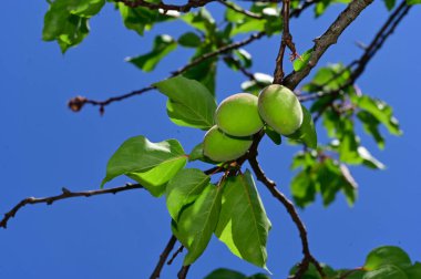 Açık havada yetişen olgun kayısıları olan ağaç, yaz konsepti, yakın görüş.  