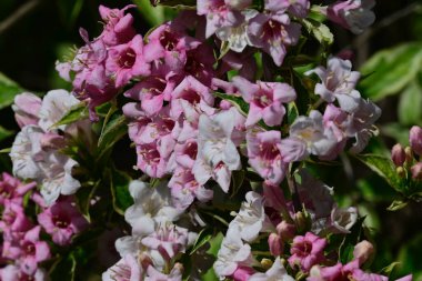 Yaz güneşli bir günde bahçedeki güzel beyaz çiçekleri dölleyen arı. 