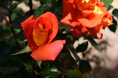 Güneşli yaz gününde bahçede büyüyen güzel güller. 