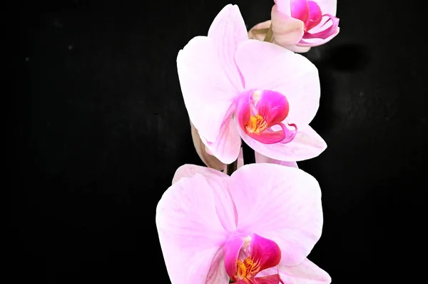 Beautiful Orchid Flowers Dark Background Summer Concept Close View — Stock Photo, Image