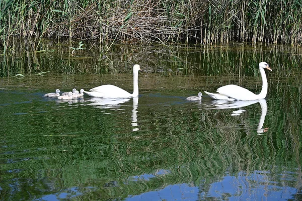 Beautiful White Swans Cubs Swimming Lake Water Surface Summer Day — Stock Photo, Image