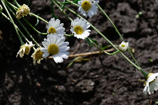 Пчела Загрязняет Красивые Белые Цветы Саду Летний Солнечный День — стоковое фото
