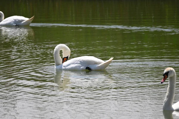 Schöne Weiße Schwäne Die Sommertagen Auf Der Wasseroberfläche Des Sees — Stockfoto