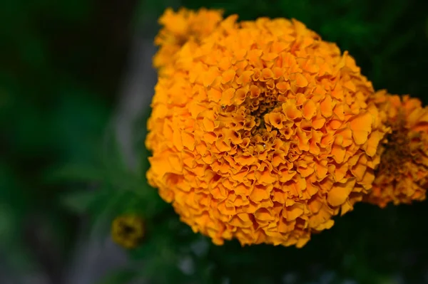 Beautiful Chrysanthemums Growing Garden Summer Sunny Day — Stock Photo, Image