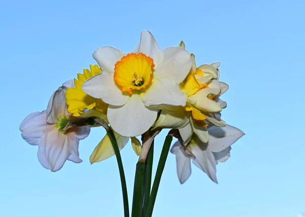 Beautiful Daffodil Flowers Sky Background Summer Concept Close View — Stock Photo, Image