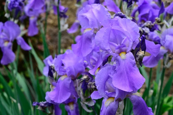 Beaux Iris Poussant Dans Jardin Journée Ensoleillée Été — Photo