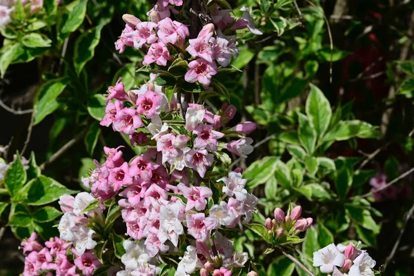 Pollinera Vackra Vita Blommor Trädgården Sommaren Solig Dag — Stockfoto