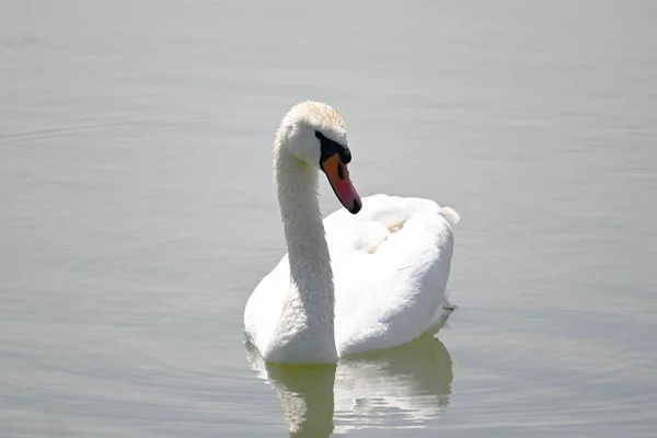 夏の日には白い白鳥が水面を泳いでいます — ストック写真