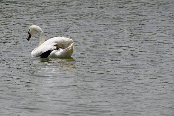 夏の日には白い白鳥が水面を泳いでいます — ストック写真