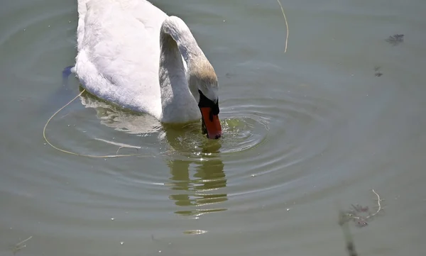 夏の日には白い白鳥が水面を泳いでいます — ストック写真