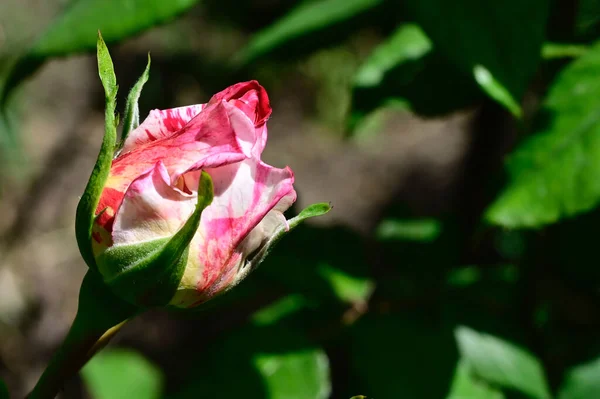 Beautiful Rose Growing Garden Summer Sunny Day — Stock Photo, Image