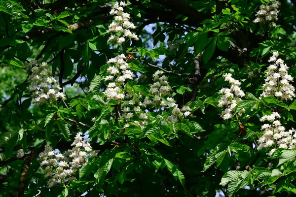 Belles Fleurs Poussant Dans Jardin Journée Ensoleillée Été — Photo