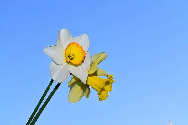 Hermosas Flores Narciso Fondo Del Cielo Concepto Verano Vista Cercana —  Fotos de Stock