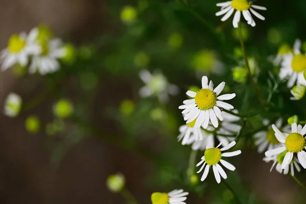 Schöne Kamillen Wachsen Garten Sonnigen Sommertagen — Stockfoto