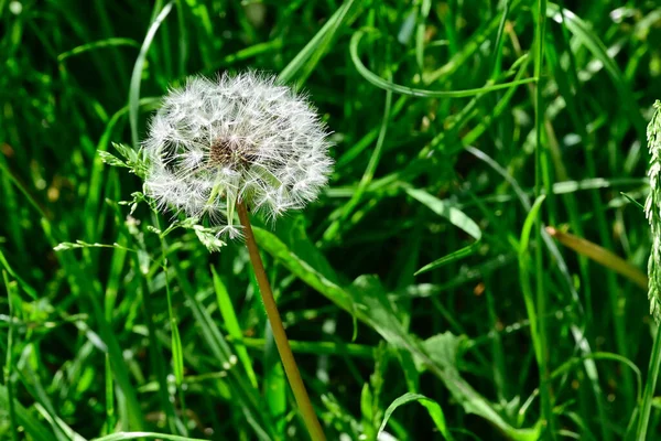 Vackra Blommor Xer Trã Dgã Rden Sommaren Solig Dag — Stockfoto