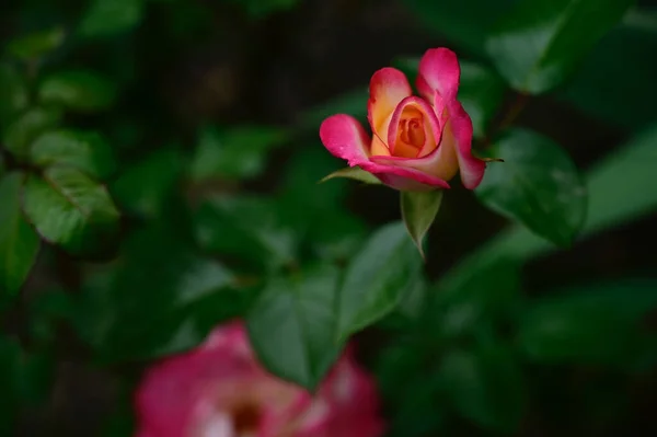 Bela Rosa Crescendo Jardim Verão Dia Ensolarado — Fotografia de Stock