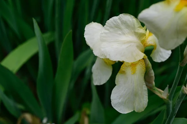 Vakker Iris Som Vokser Hagen Sommeren Solskinnsdag – stockfoto