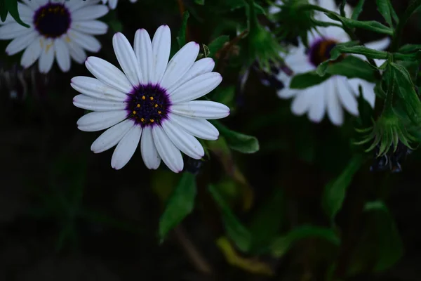 Las Abejas Polinizando Hermosas Flores Blancas Jardín Verano Soleado Día — Foto de Stock