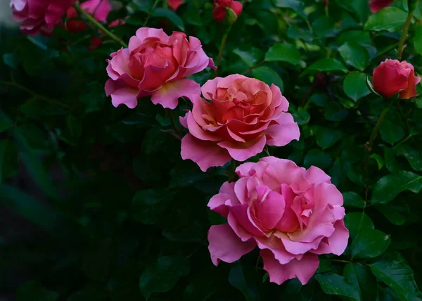 Hermosas Rosas Que Crecen Jardín Verano Día Soleado —  Fotos de Stock