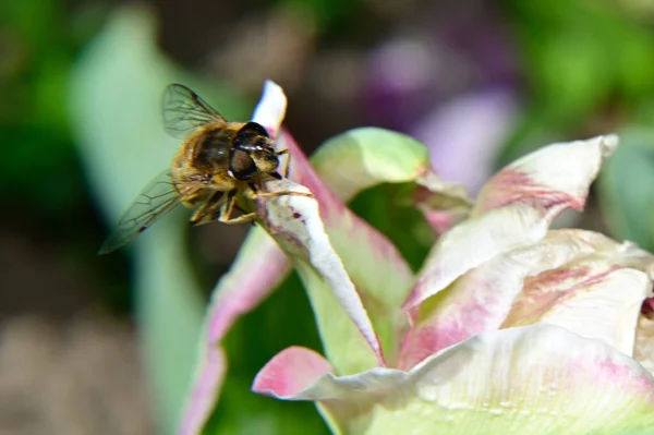 Bij Bestuiven Mooie Tulp Tuin Zomer Zonnige Dag — Stockfoto