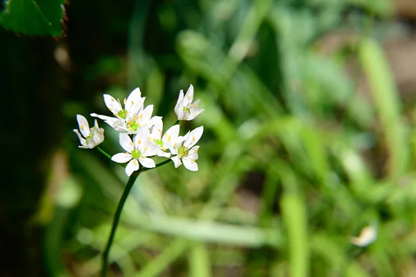 Schöne Blumen Wachsen Garten Sonnigen Sommertag — Stockfoto