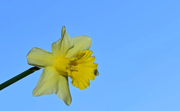 Beautiful Daffodil Flower Sky Background Summer Concept Close View — Stock Photo, Image
