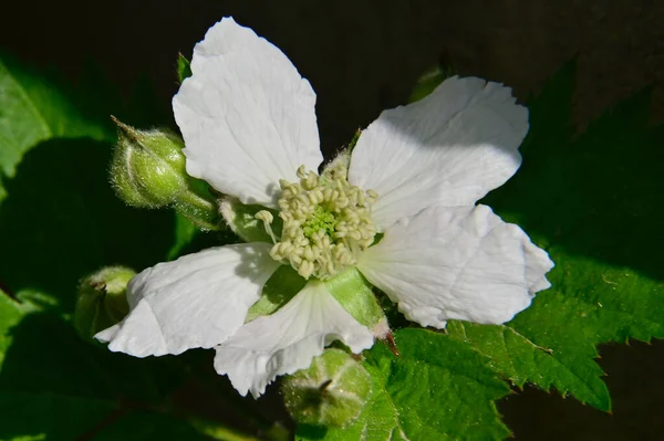 Schöne Blumen Wachsen Garten Sonnigen Sommertag — Stockfoto