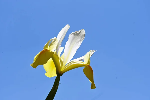 Beautiful Daffodil Flower Sky Background Summer Concept Close View — Stock Photo, Image