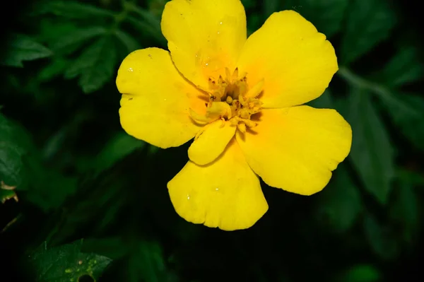 Beautiful Flowers Growing Garden Summer Sunny Day — Stock Photo, Image