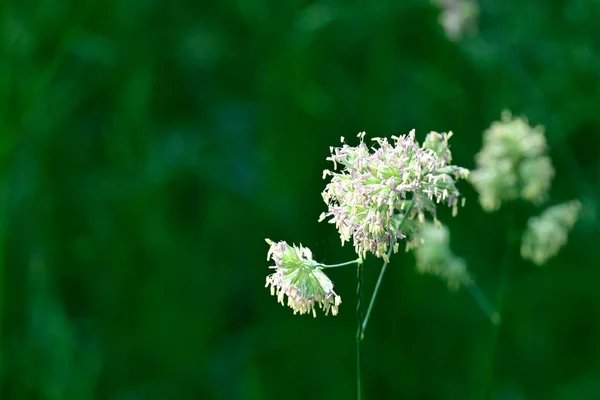 Bellissimi Fiori Giardino — Foto Stock