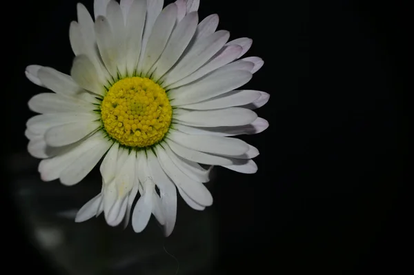 Hermosa Flor Sobre Fondo Oscuro Concepto Verano Vista Cercana — Foto de Stock