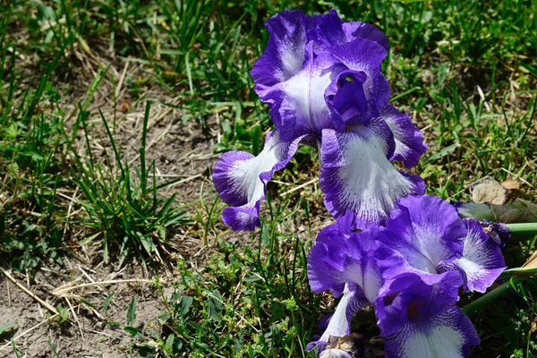 Güneşli Yaz Gününde Bahçede Büyüyen Güzel Irisler — Stok fotoğraf