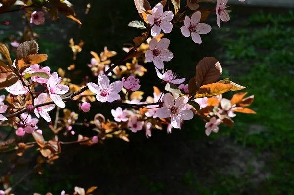 Apfelbaumzweige Mit Schönen Blüten Nahaufnahme Frühlingskonzept — Stockfoto